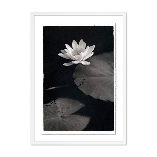 Water Lilly-Kozo by Platinum Revival, XL