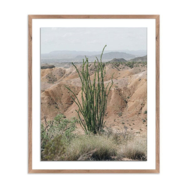 Ocotillo by Mandy Steinback, Medium