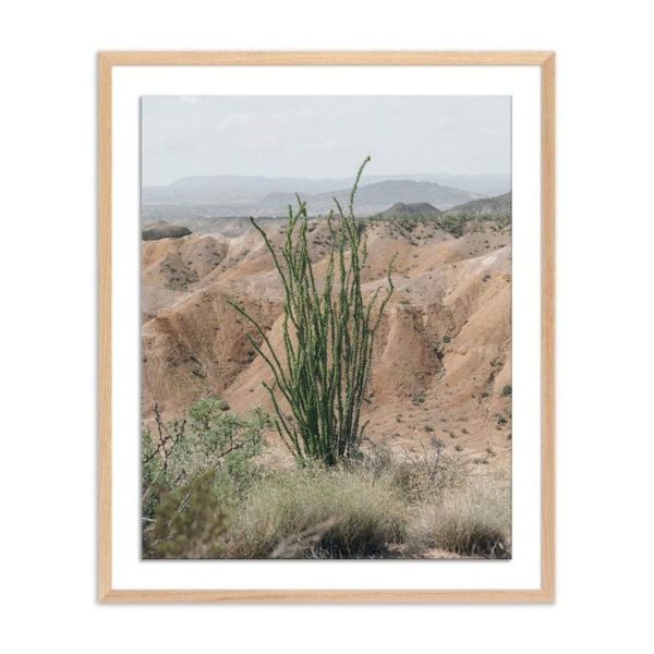 Ocotillo by Mandy Steinback, Medium