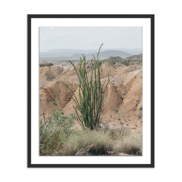 Ocotillo by Mandy Steinback, Small