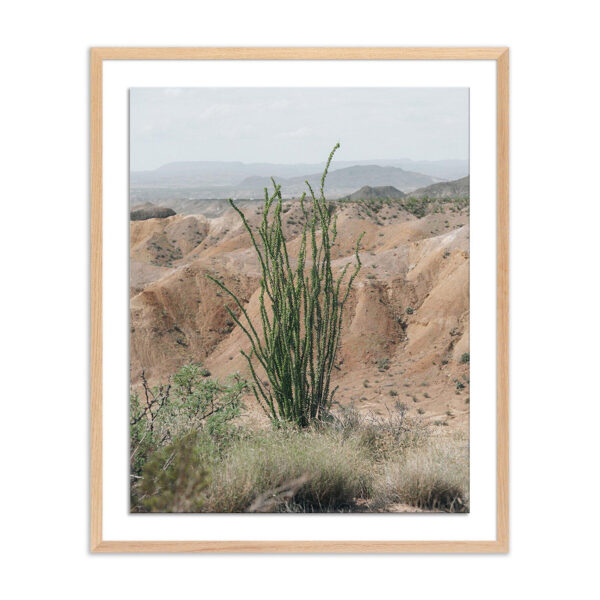 Ocotillo by Mandy Steinback, Small