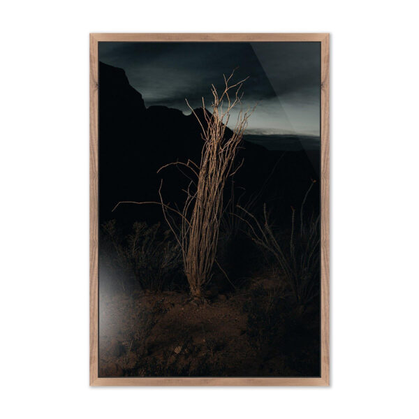 Ocotillo II by Mandy Steinback, Large
