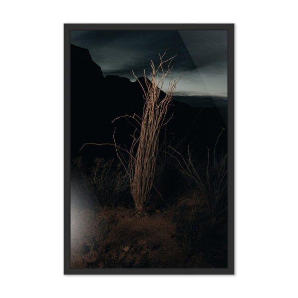 Ocotillo II by Mandy Steinback, Large