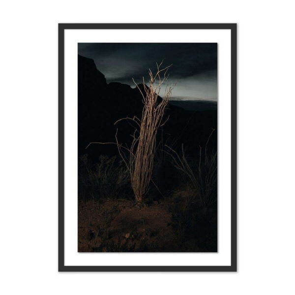 Ocotillo II by Mandy Steinback, Medium