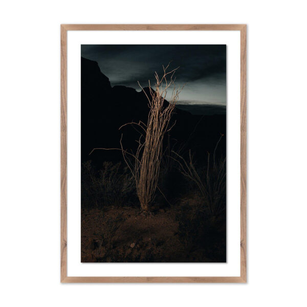 Ocotillo II by Mandy Steinback, Oversized