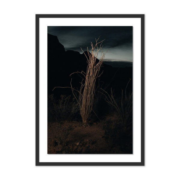 Ocotillo II by Mandy Steinback, Oversized