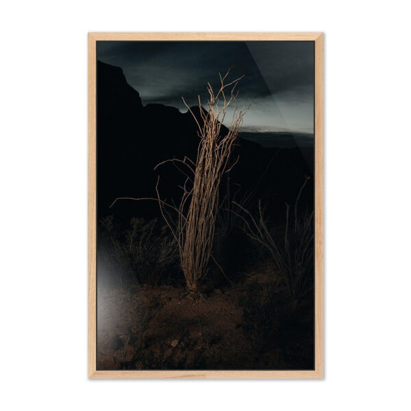Ocotillo II by Mandy Steinback, Oversized