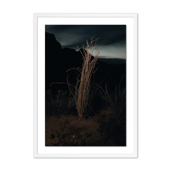 Ocotillo II by Mandy Steinback, Small