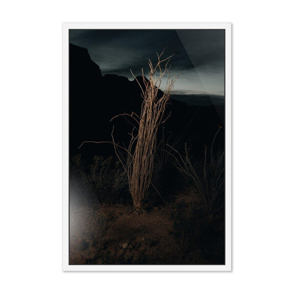 Ocotillo II by Mandy Steinback, Small