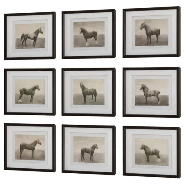 Equine Dynasty Framed Prints, Set of 9