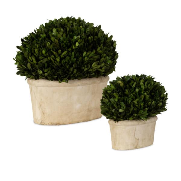 Preserved Boxwood Oval Domes, Set of 2