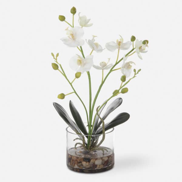 Glory Orchid - White