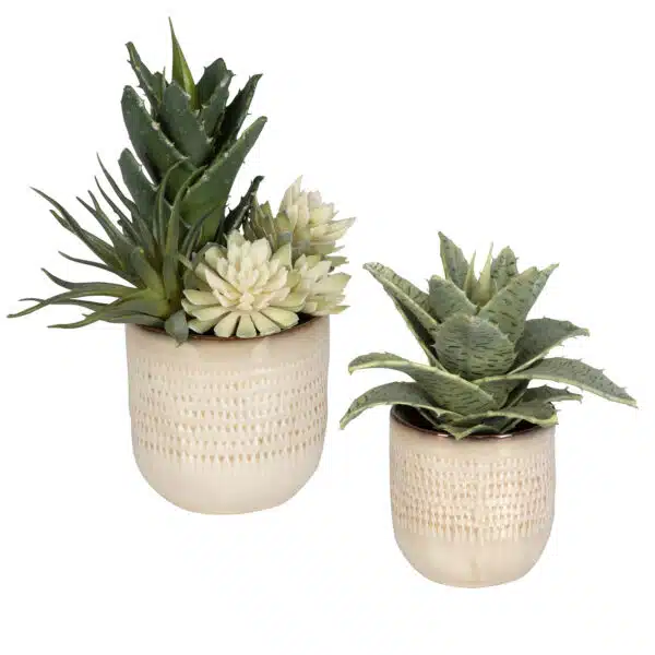 Seaside Succulents, Set of 2