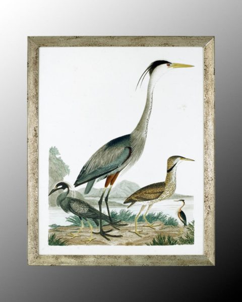 Large Heron Family