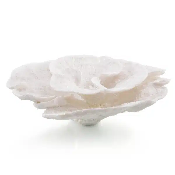 Foliose Coral