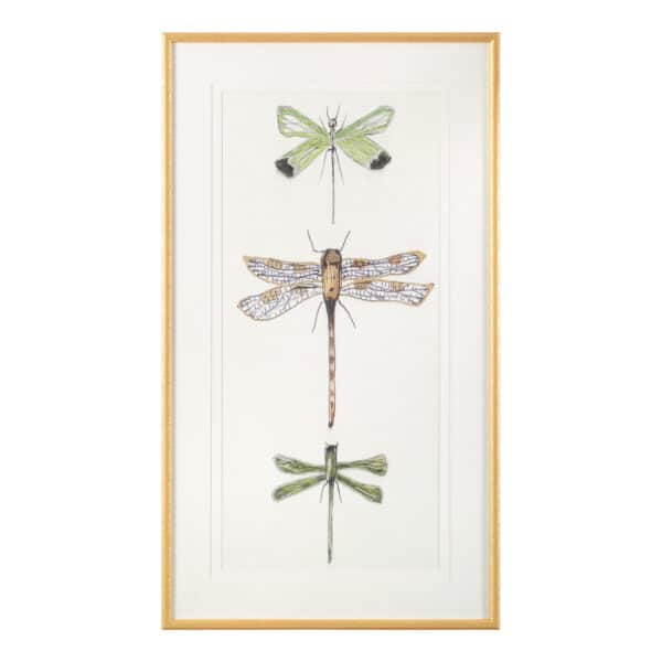 Joy Colangelo’s Joyful Dragonflies