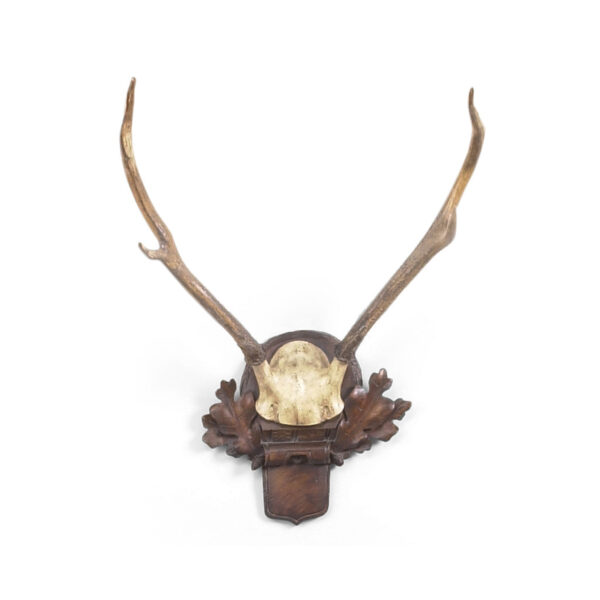 Deer Antlers