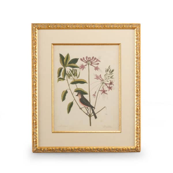 Catesby Bird & Botanical