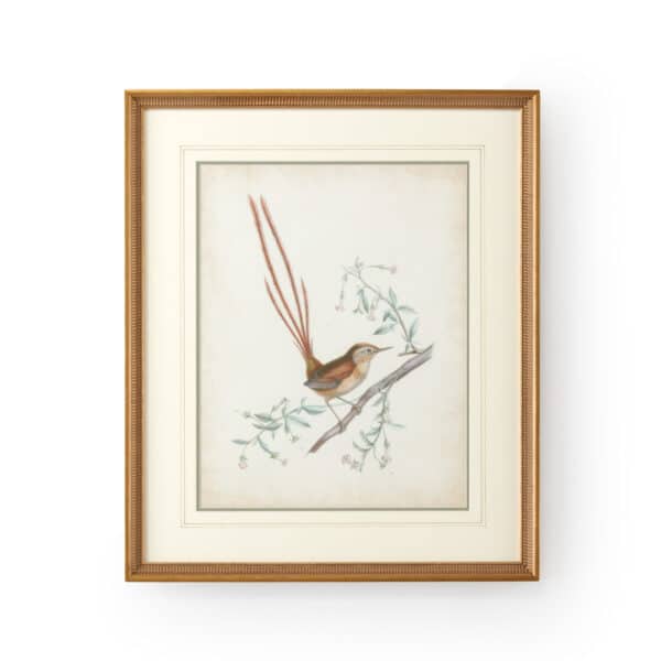 Delicate Birds