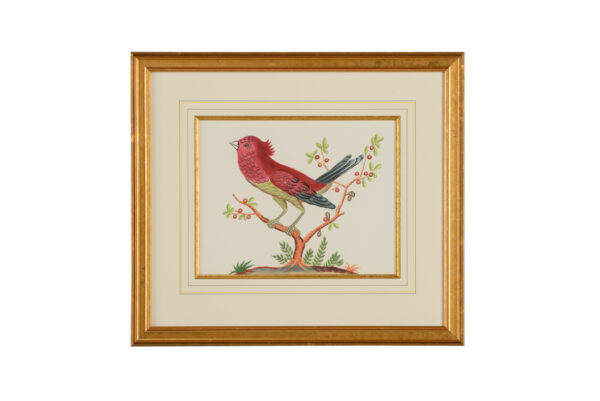 Pink Bird with Black Tail