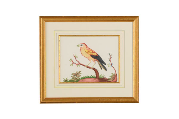 Yellow Wing/Red Berry