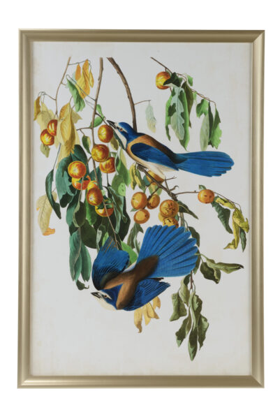 Audubon Blue Jay II
