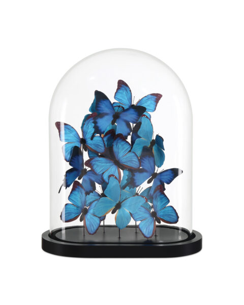 Rue de Bac Butterflies