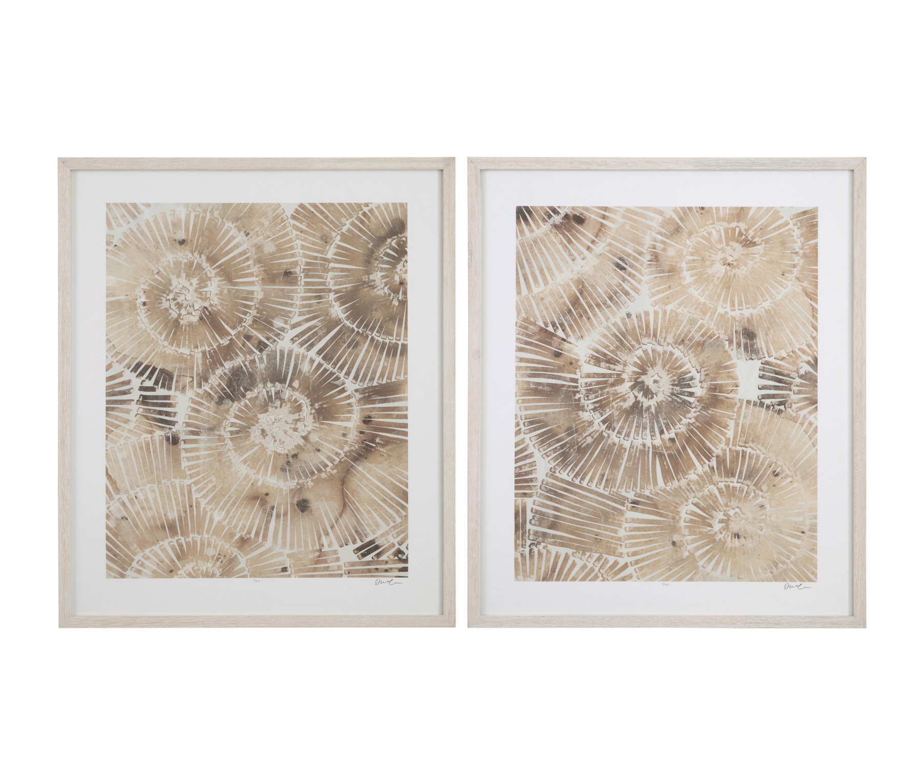 Fossil Nautilus Framed Print, Set of 2