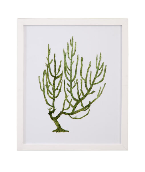 Coral Souvenirs III Framed Print
