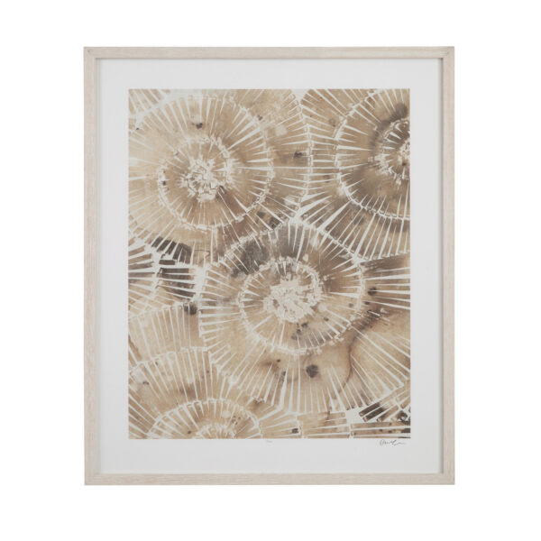 Fossil Nautilus I Framed Print