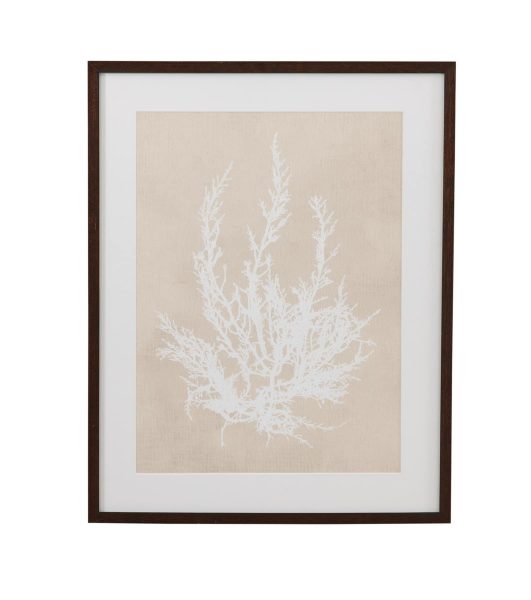 Marine Species Framed Print