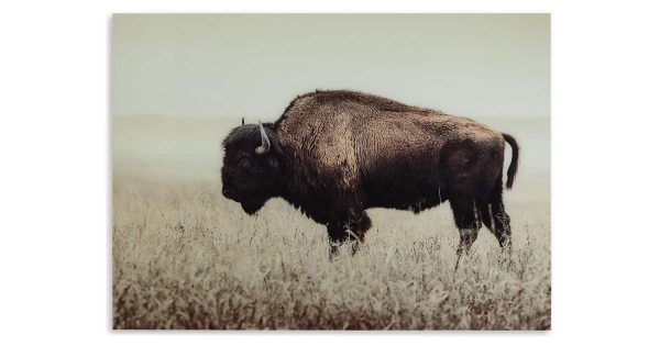 Brutus Wall Art
