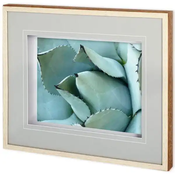Agave Detail Framed Series