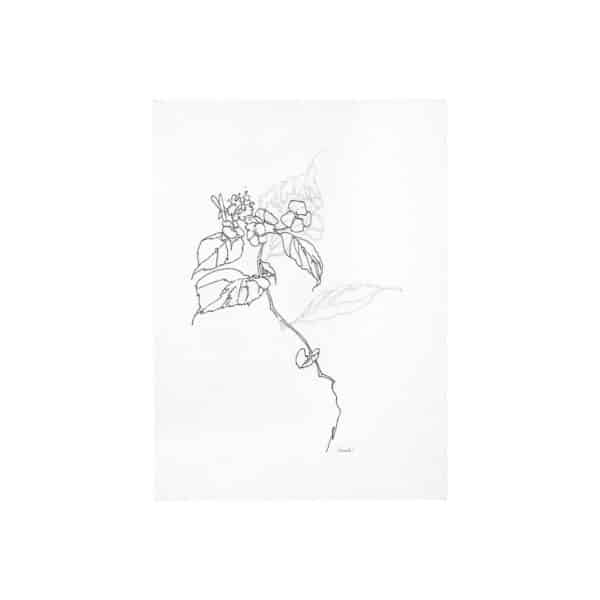 Arrangement Canvas Series