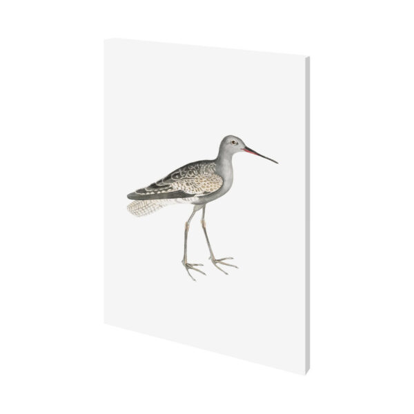 Sea Bird Portrait Canvas Series