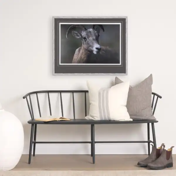 Chad Mackay Animals Framed Series