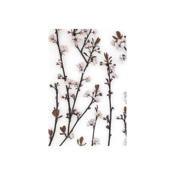 Budding Blossom Canvas Series
