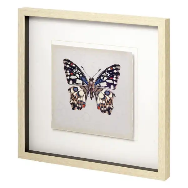 Butterfly Study Framed Series