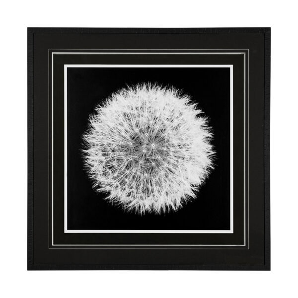 Dandelion on Black I by Aledanda