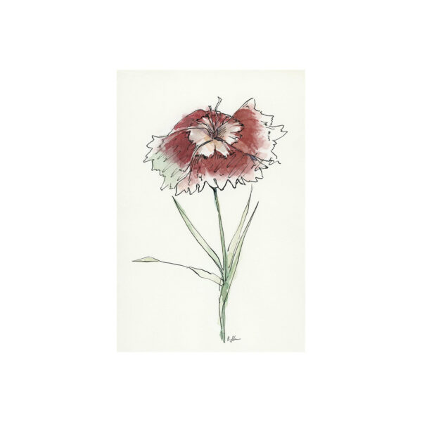 Echinacea Canvas Series