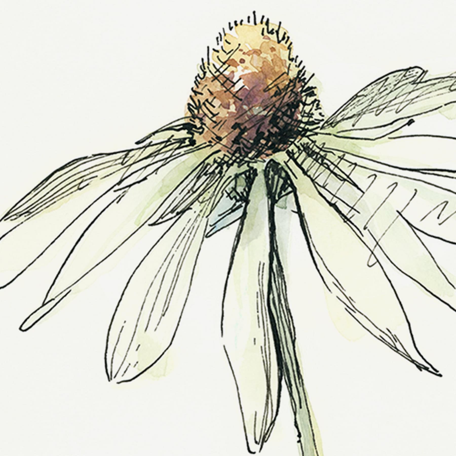 Echinacea II by Panpan Zhang by Mercana