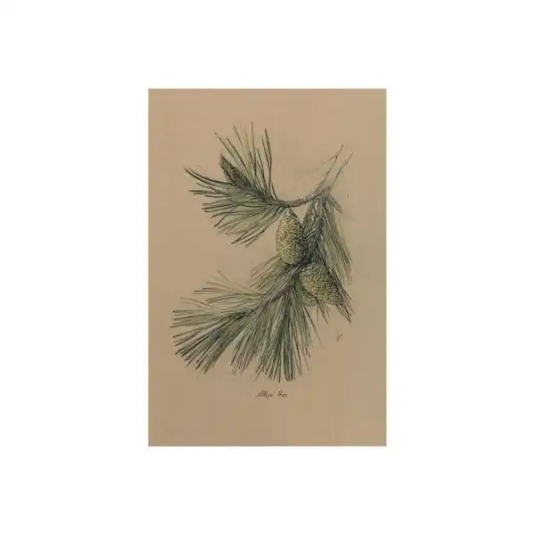 Evergreen Collection Canvas Series