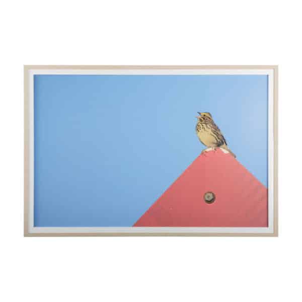 Morning Song by Mercana Studio
