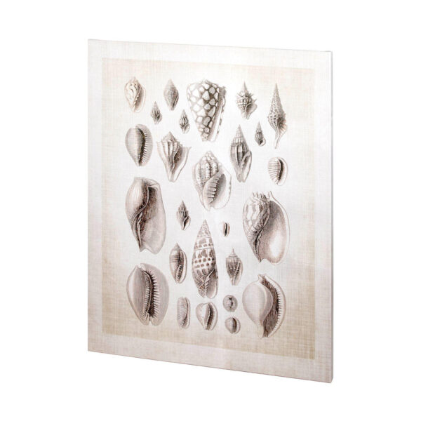 Ocean Shell Coll Canvas Series