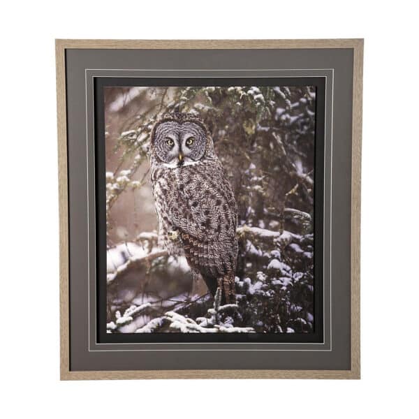 Owl in the Snow