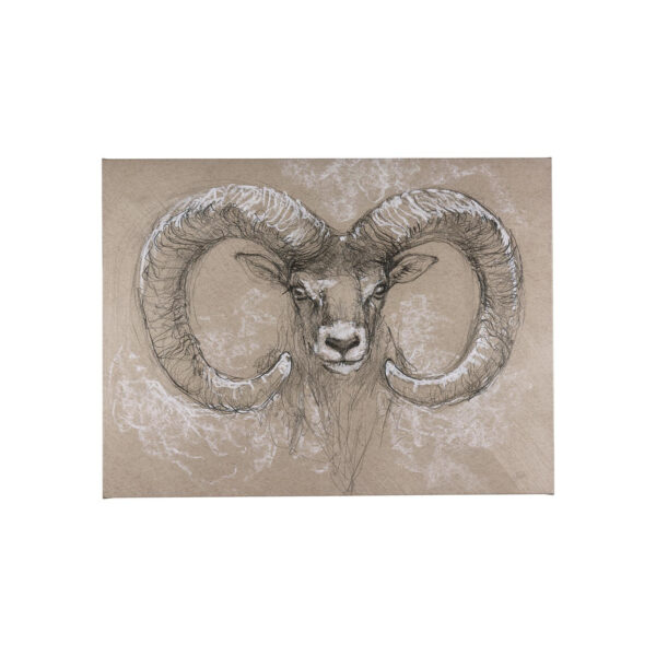 Sketch of Animal Canvas Series