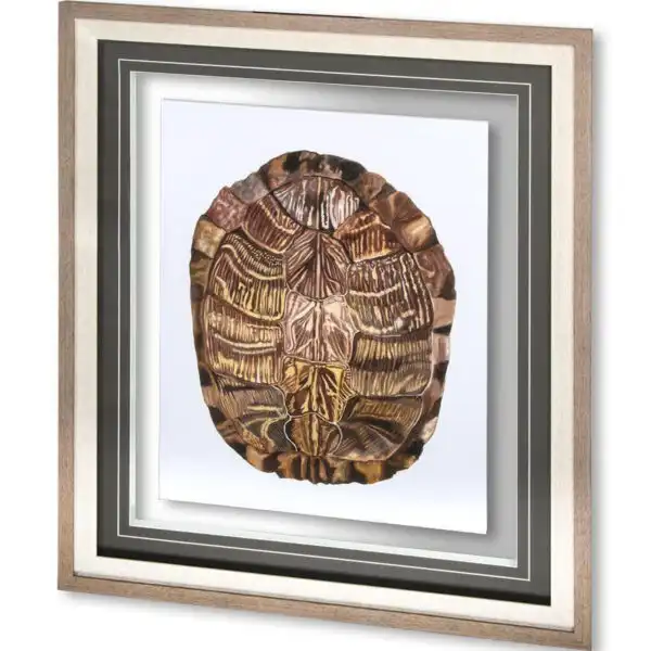 Tortoise Shell Framed Series