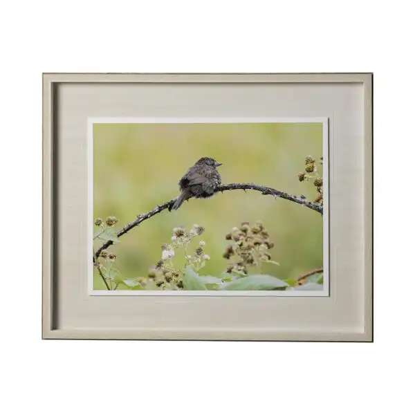 Avian Framed Series