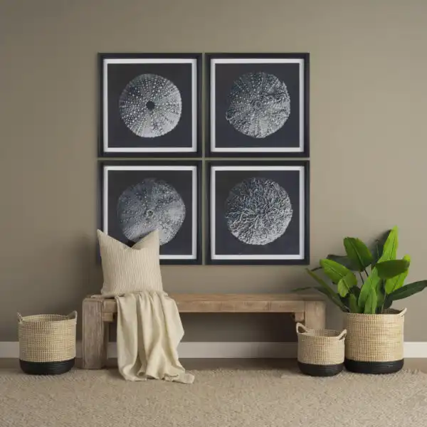 Urchin Still Life Framed Series